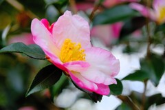 山茶花