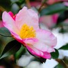 山茶花