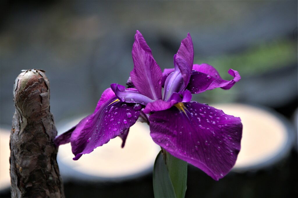 雨上がりの菖蒲