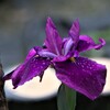 雨上がりの菖蒲