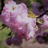 八重桜