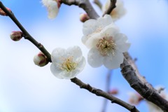 京都長岡天満宮　梅