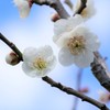 京都長岡天満宮　梅