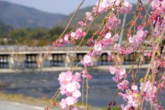 嵐山　桜