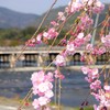 嵐山　桜