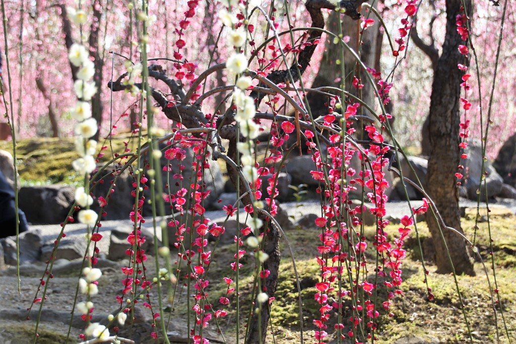 京都　城南宮　枝垂れ梅