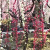 京都　城南宮　枝垂れ梅