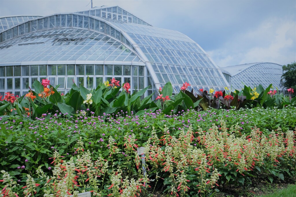 夏の京都府立植物園