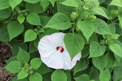 木槿