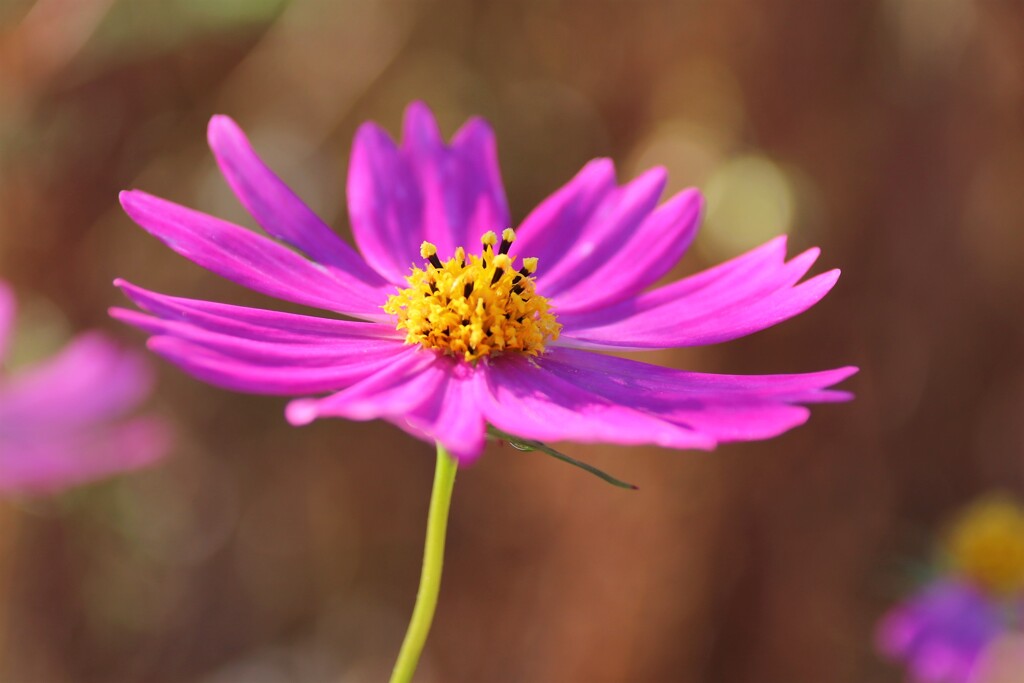 秋桜