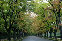 京都府立植物園　20201023