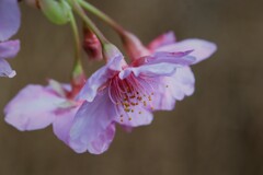 春の花