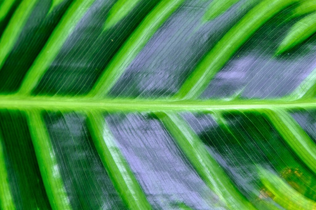 葉