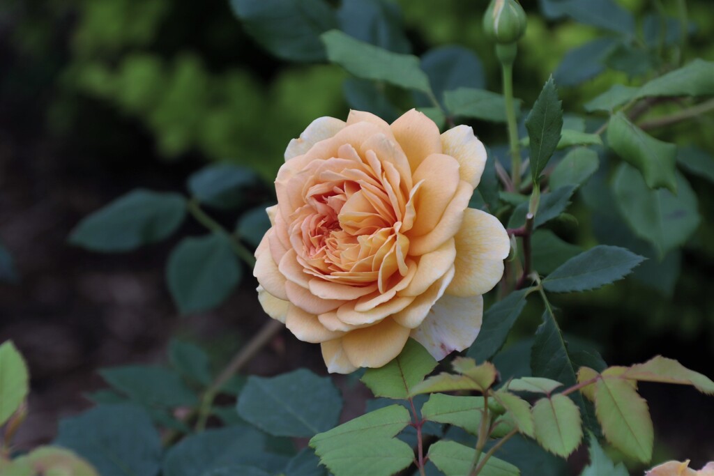 薔薇