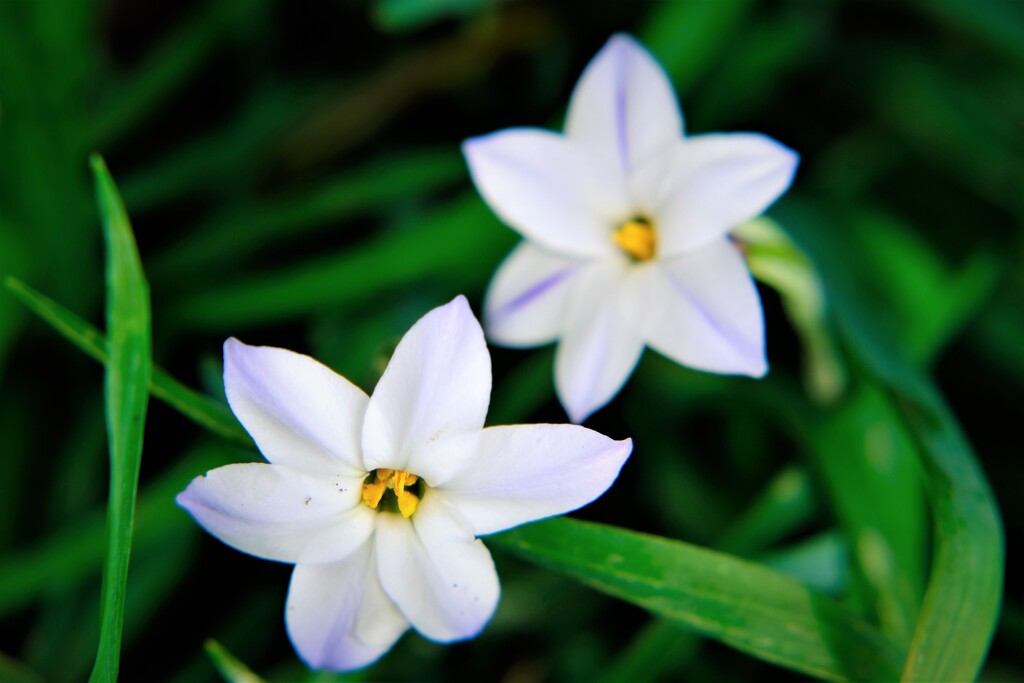 路傍の花