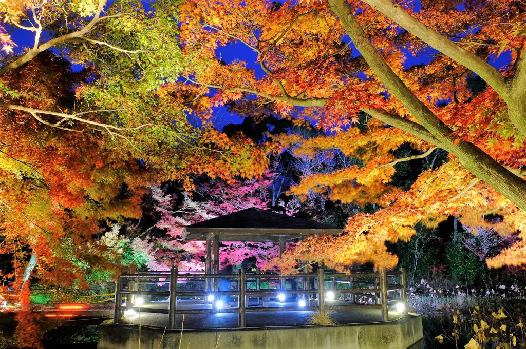 植物園　ライトアップ
