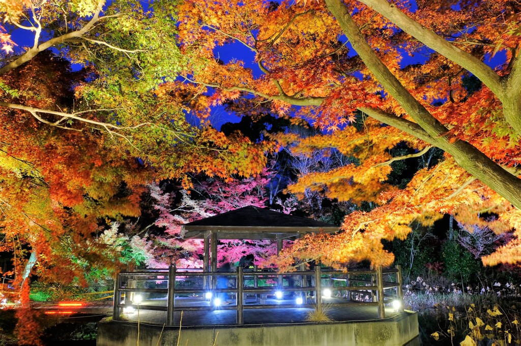 植物園　ライトアップ