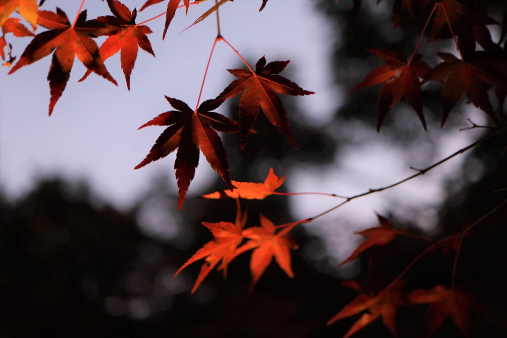 紅葉　ライトアップ