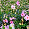 花畑