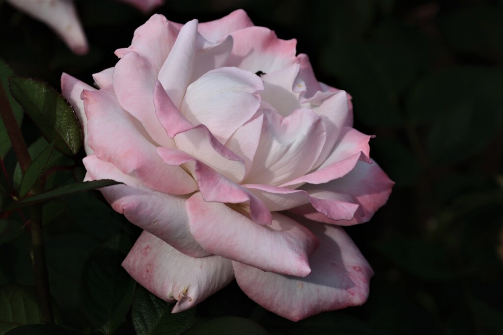 薔薇　夕霧
