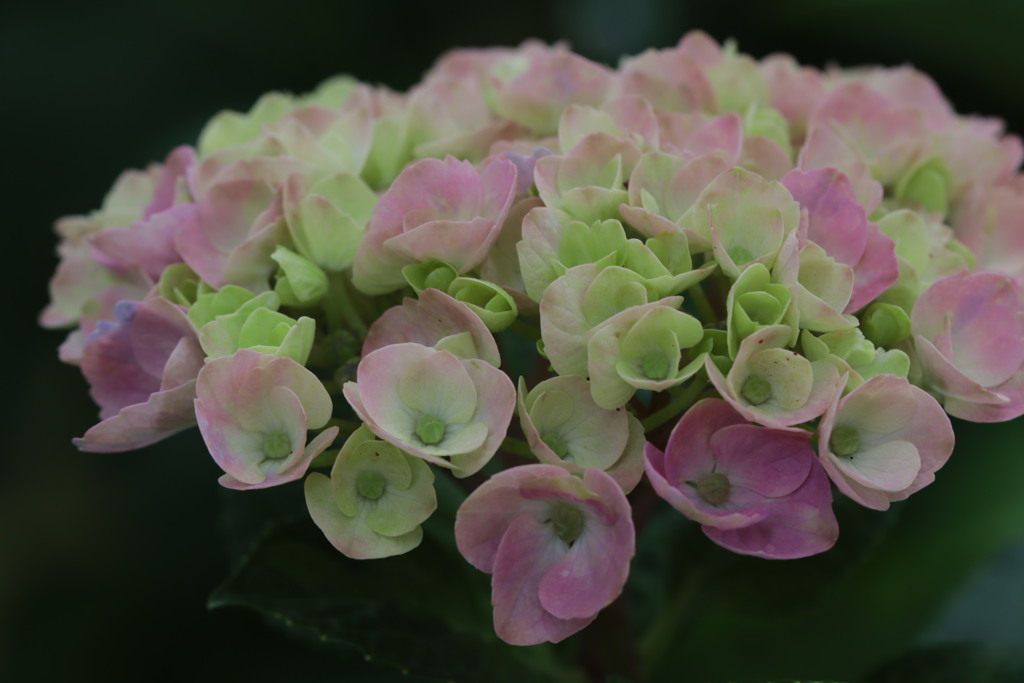 紫陽花