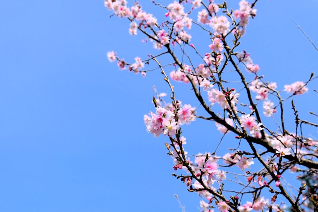 京都御苑にて