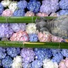 紫陽花
