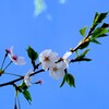 花と葉