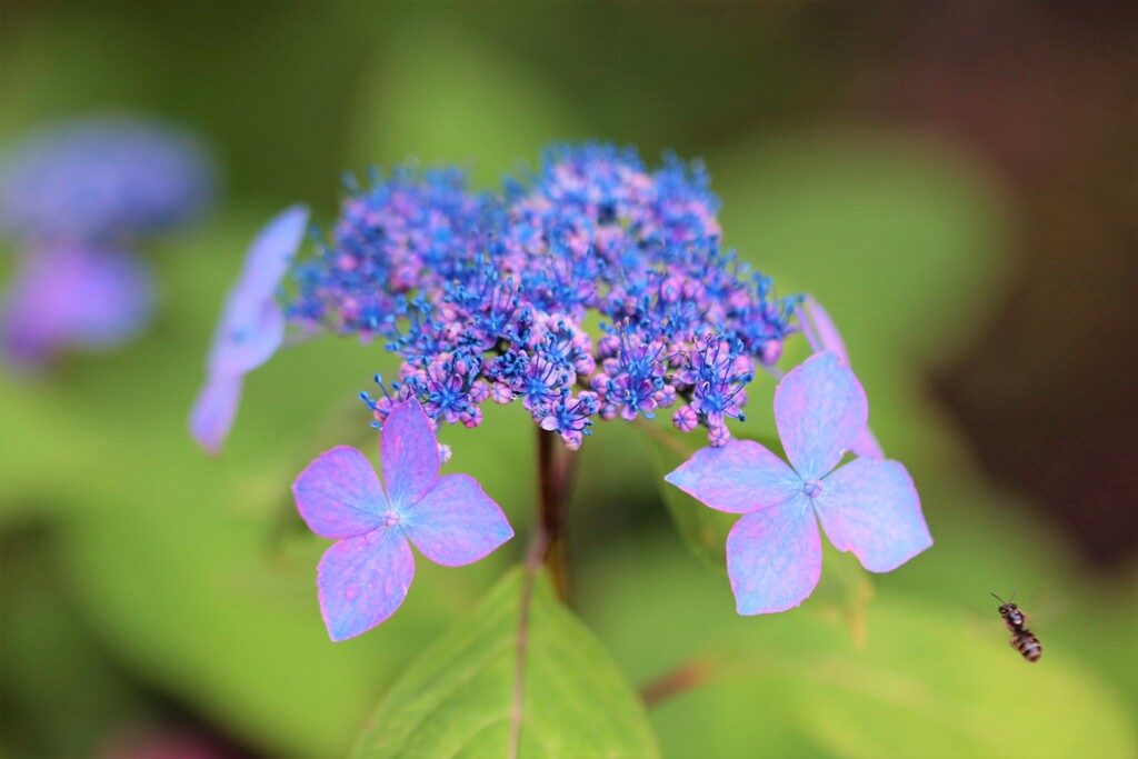 紫陽花