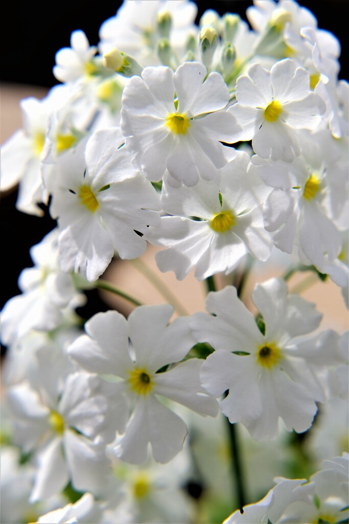 早春の草花展