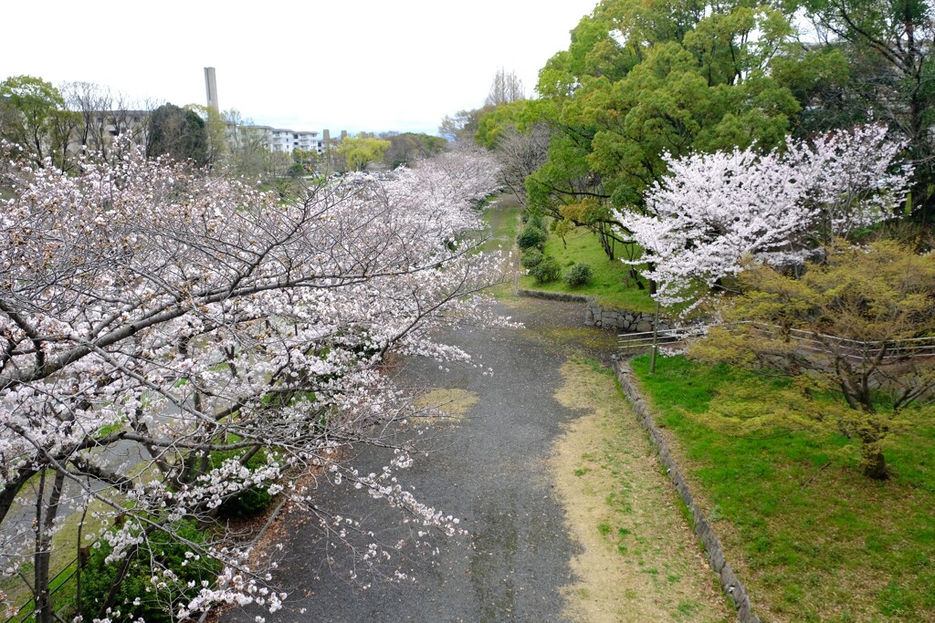 桜