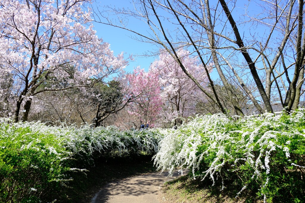 京都府立植物園