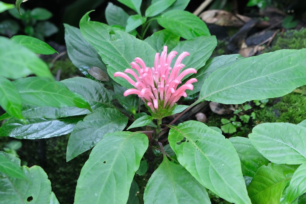 温室に咲く花