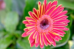 早春の草花展