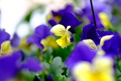 早春の草花展