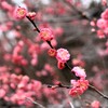 梅