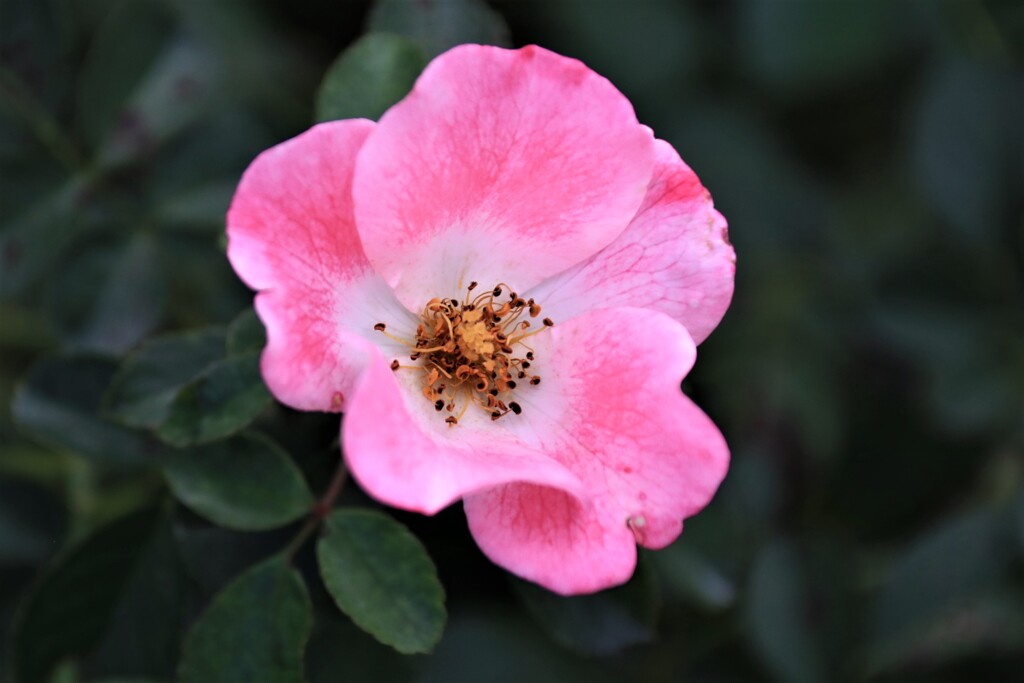 薔薇　ビンゴメイヒランド