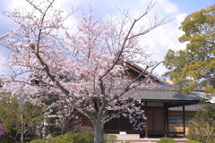 渉成園　桜