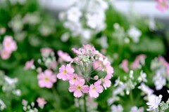 早春の草花展