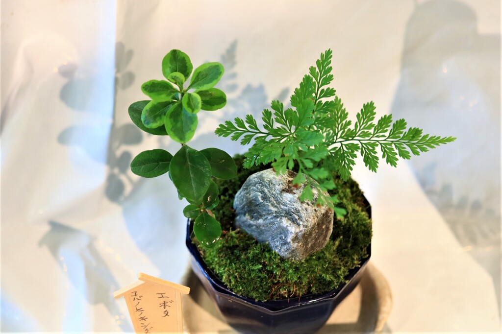 鉢植え