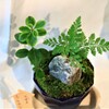 鉢植え