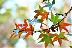 京都府立植物園　紅葉