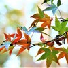 京都府立植物園　紅葉