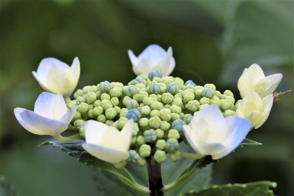 紫陽花2