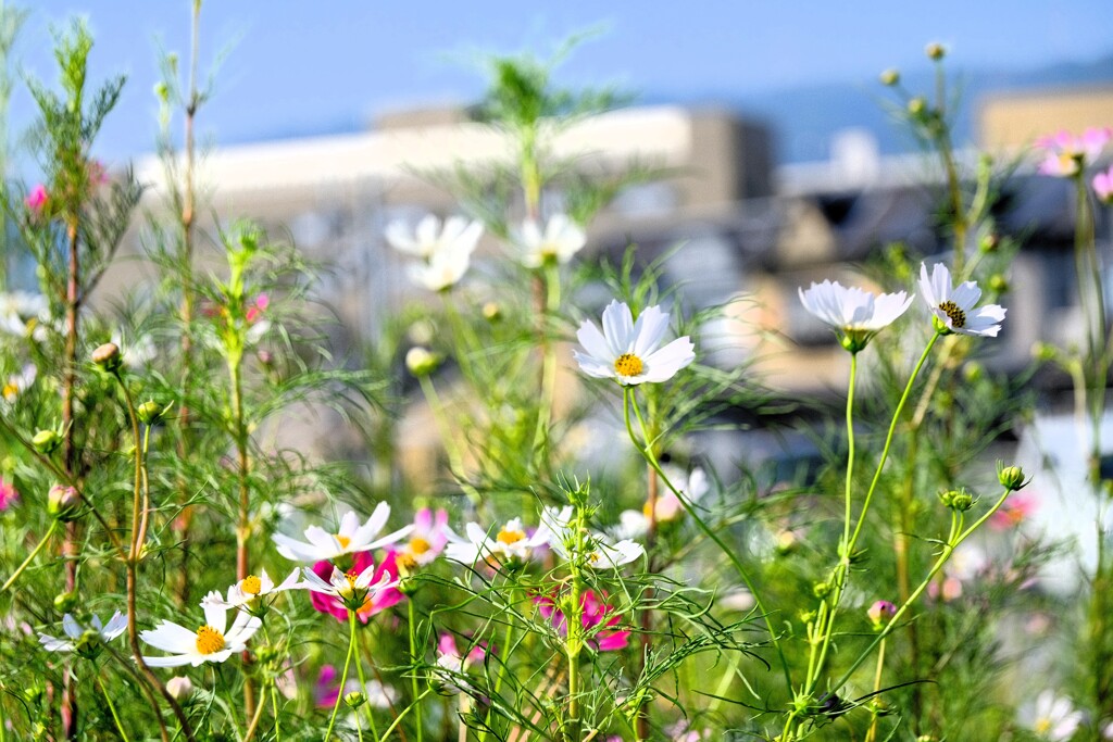 秋　秋桜