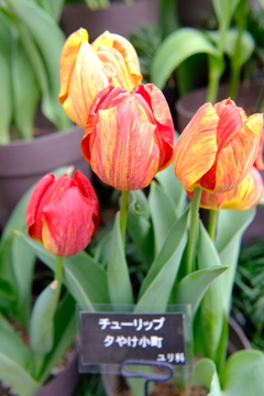 早春の草花展