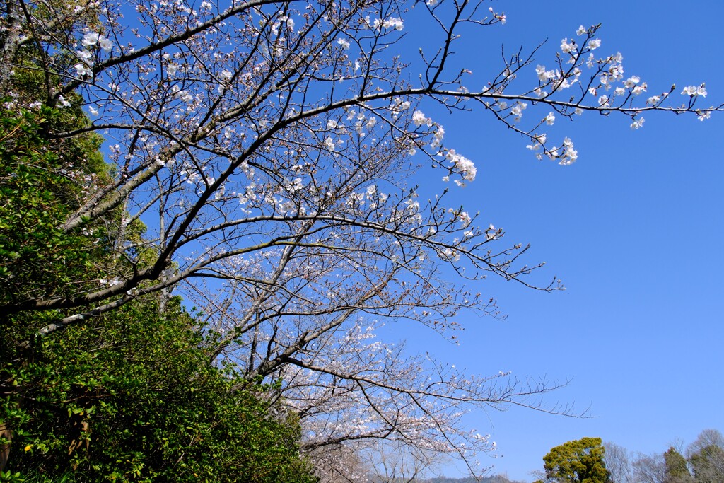 二分咲き
