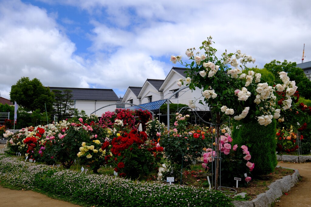 綾部バラ園
