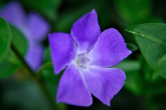 路傍の花