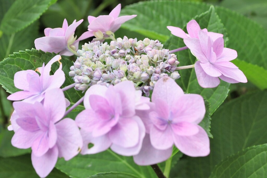 額（八重）紫陽花